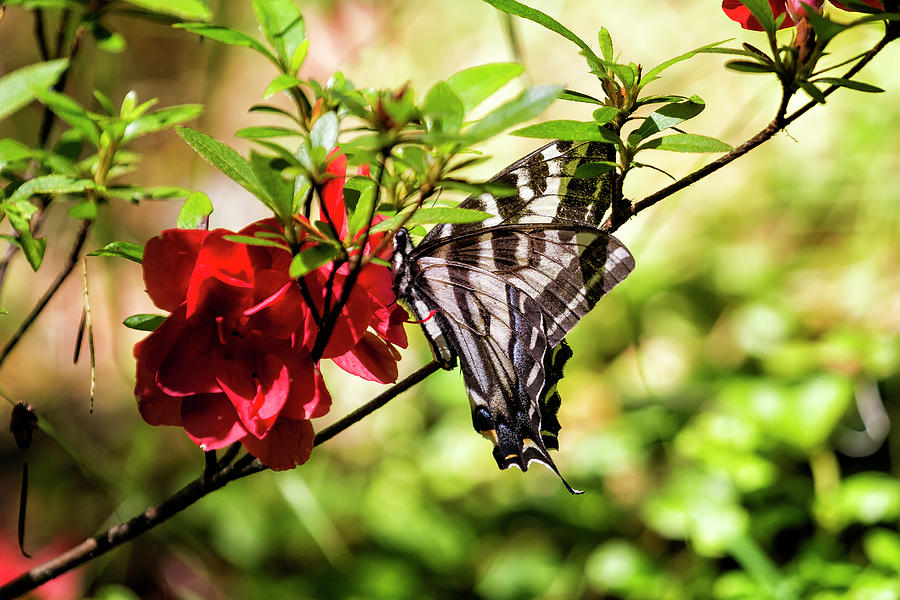 Butterfly on an Azalea Photograph by Belinda Greb