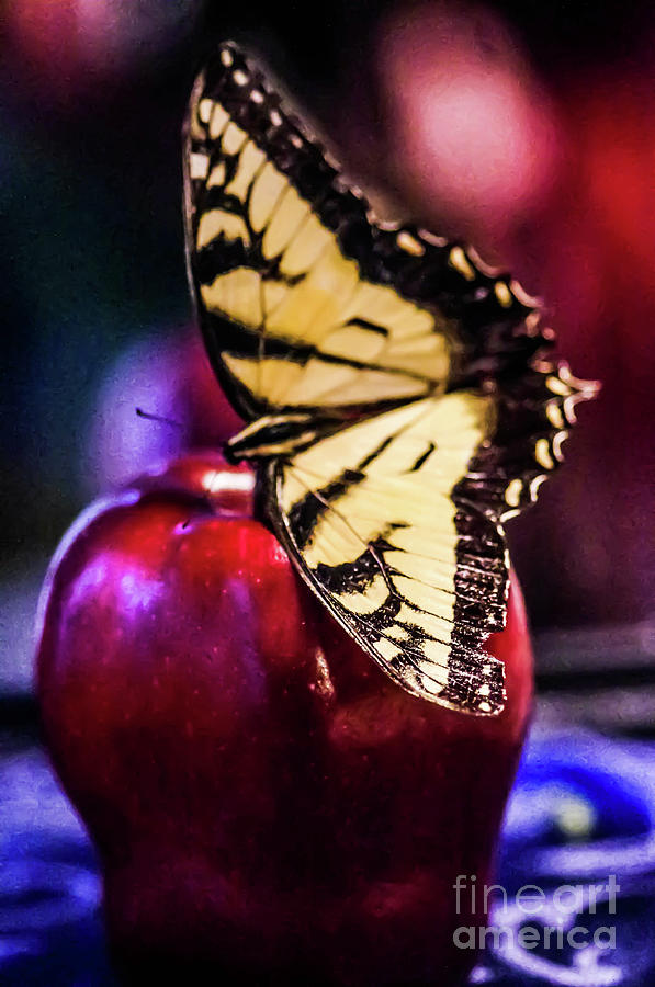 Butterfly On Apple Photograph by Gerald Kloss