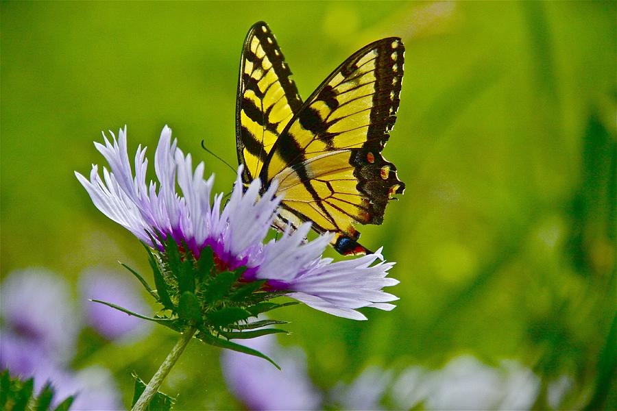 Butterfly Photograph - Butterfly on Aster by Rich Lightfoot