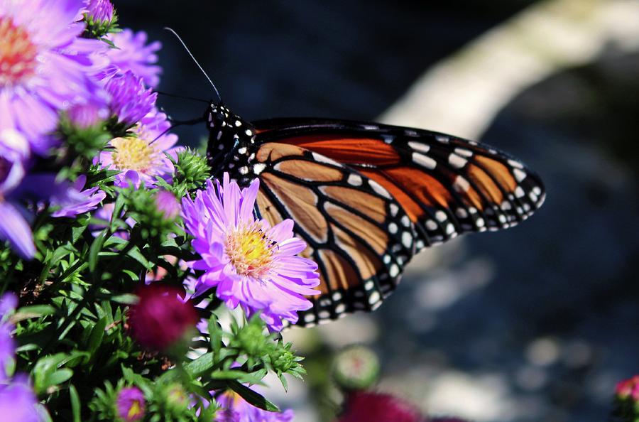 Butterfly on Asters II Photograph by Michiale Schneider