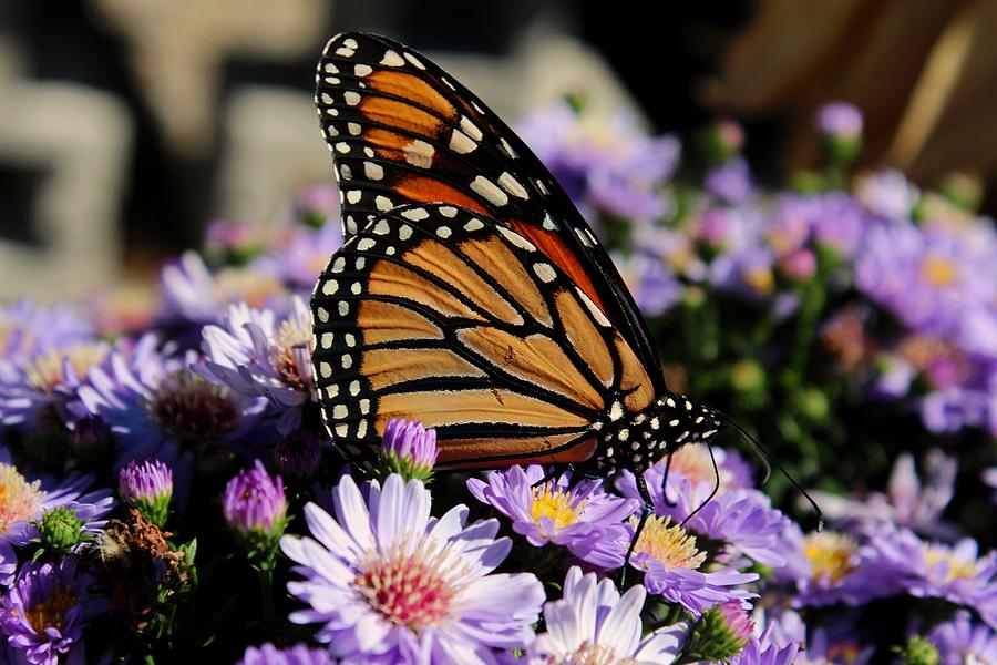 Butterfly on Asters Photograph by Michiale Schneider