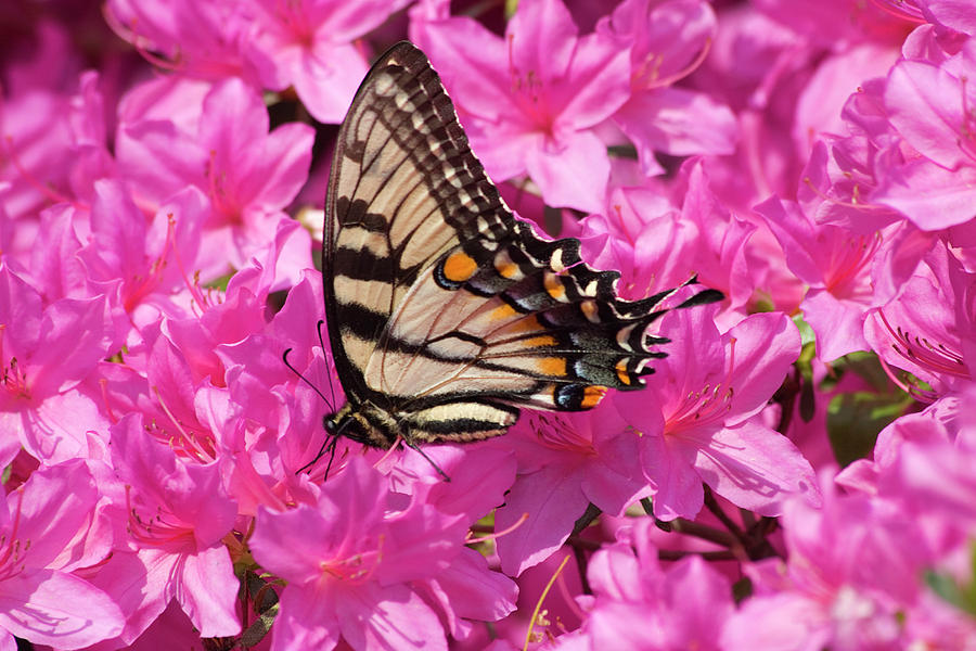 Butterfly on Azaleas Photograph by Jill Lang