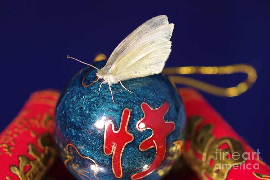 Butterfly on ball Photograph by Gerald Kloss