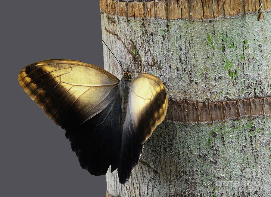Butterfly on Bark Photograph by Cindy Manero