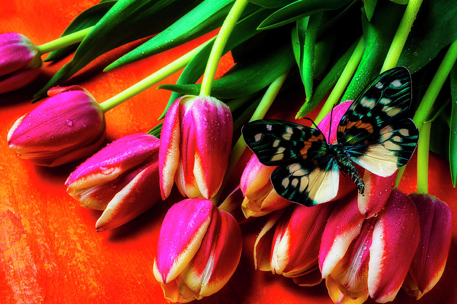Butterfly On Beautiful Garden Tulips Photograph by Garry Gay