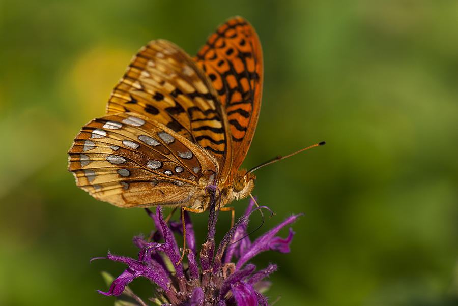 Butterfly on Bee Balm 1 Photograph by Clifford Pugliese - Fine Art America