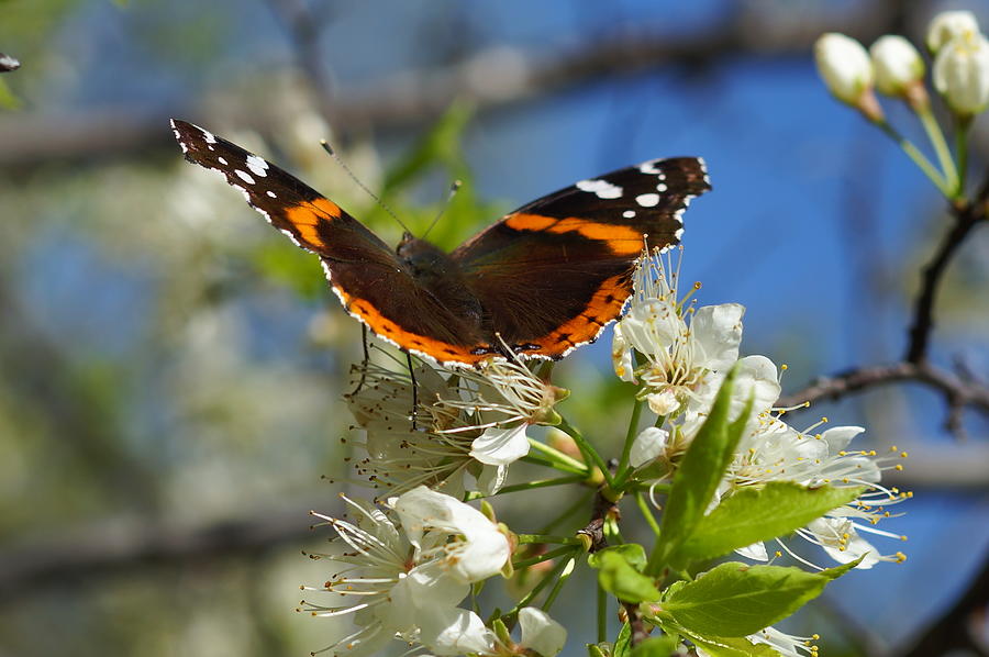 Butterfly on Blossoms Photograph by Steven Clipperton