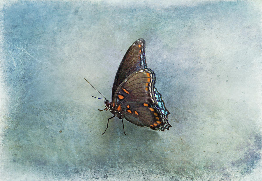 Butterfly on Blue Photograph by Sandy Keeton