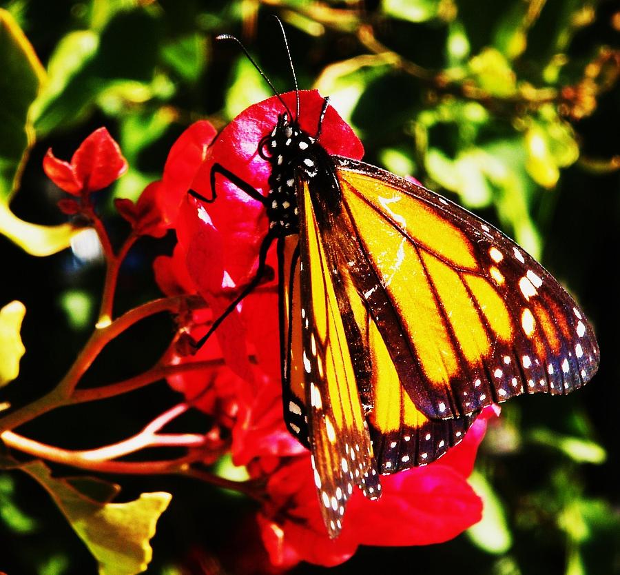 Butterfly on Bougainvillea Photograph by Daniele Smith