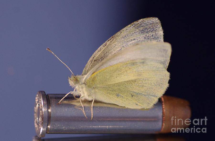 Butterfly on bullet 2 Photograph by Gerald Kloss