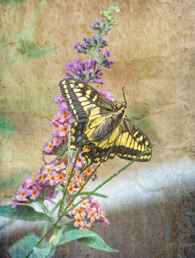 Butterfly on Butterfly Bush Photograph by Angie Vogel