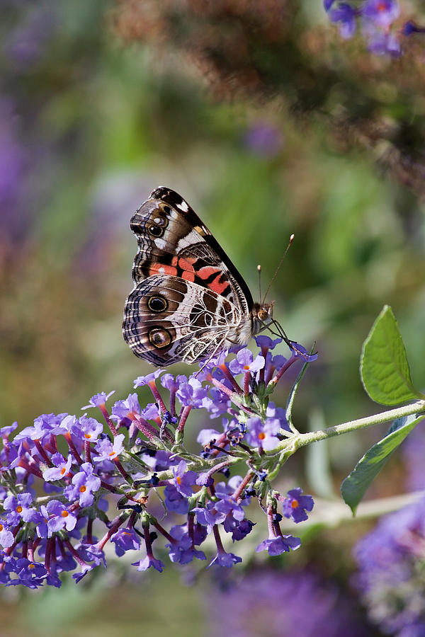 Butterfly on Butterfly Bush Photograph by Jill Lang