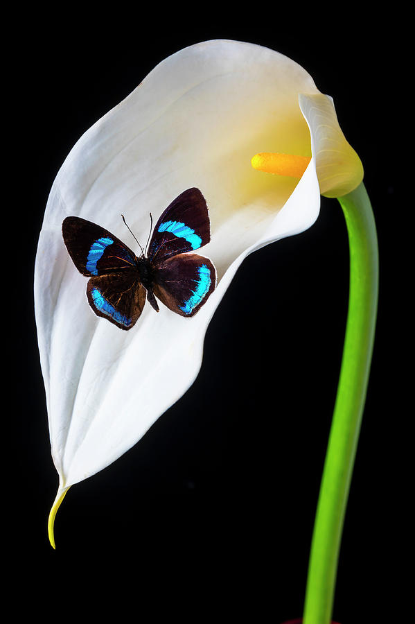 Butterfly On Calla Lily Photograph by Garry Gay