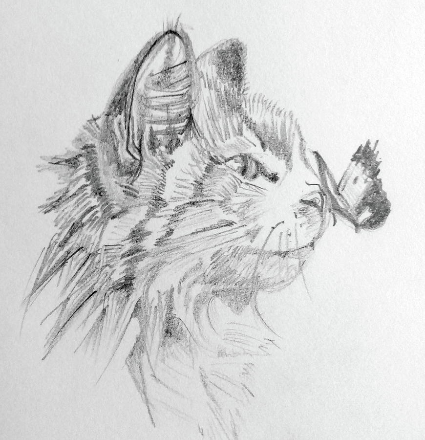 butterfly on cat sketch susan paquette