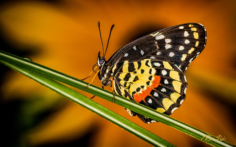 Butterfly on color Photograph by Rikk Flohr