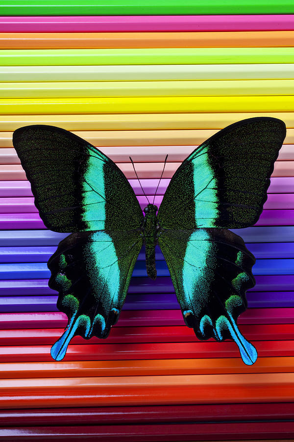 Insects Photograph - Butterfly on colored pencils by Garry Gay