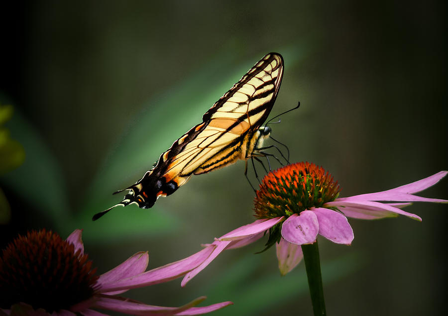 Flower Photograph - Butterfly on cone flower  by Gene Camarco