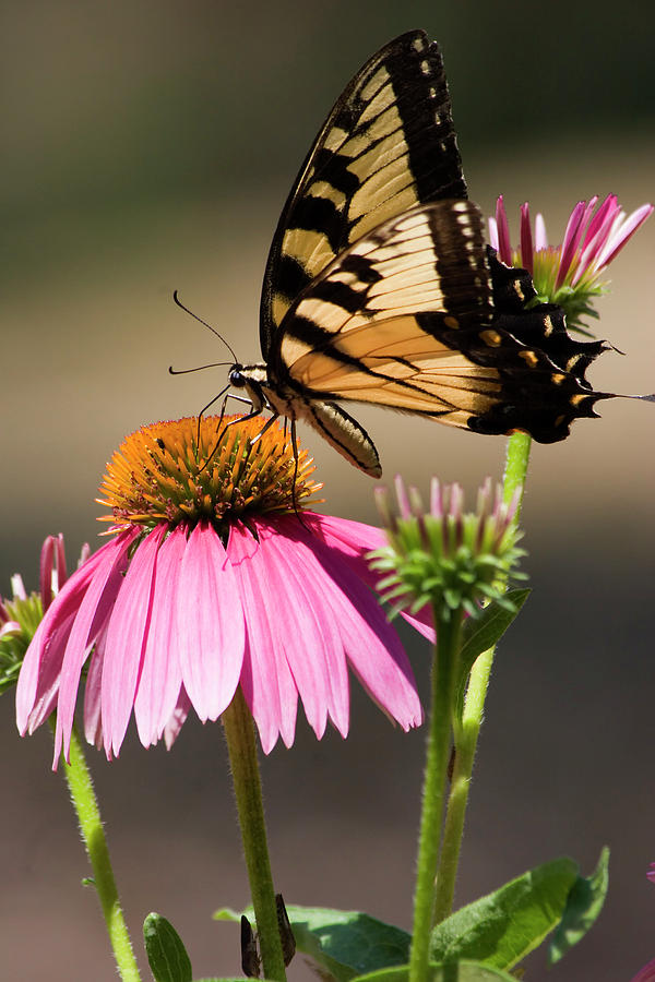Butterfly on Cone Flowers Photograph by Jill Lang