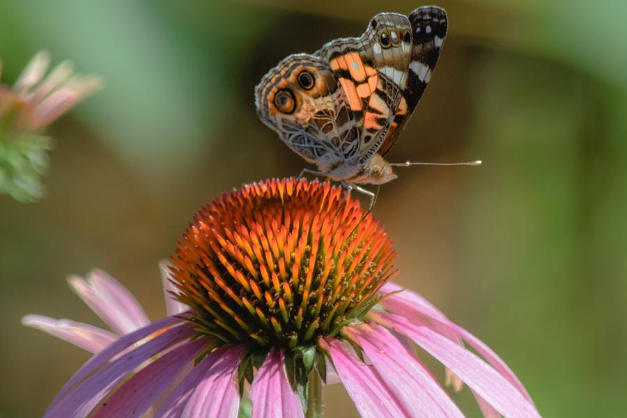 Butterfly on Coneflower 2 Photograph by Mary Ann Artz