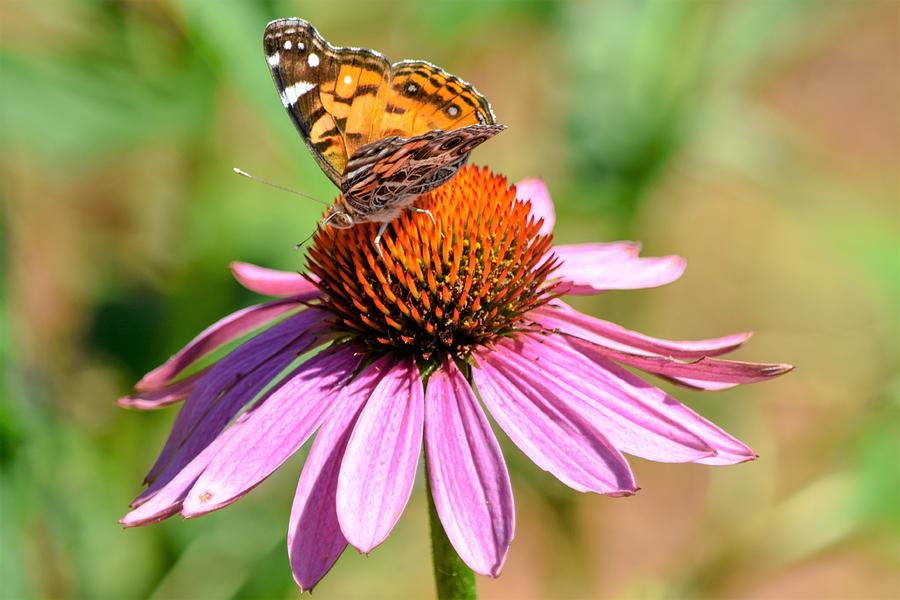 Butterfly Photograph - Butterfly on Coneflower 4 by Mary Ann Artz