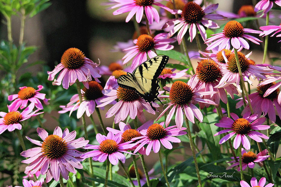 Butterfly on Coneflowers Photograph by Trina Ansel