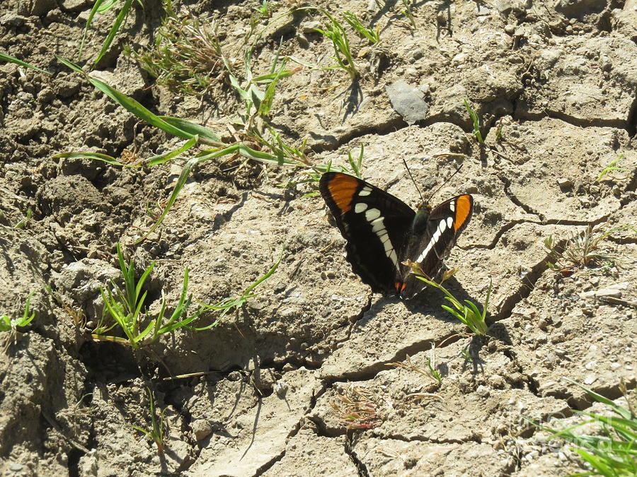 Butterfly Photograph - Butterfly on cracked ground by Suzanne Leonard