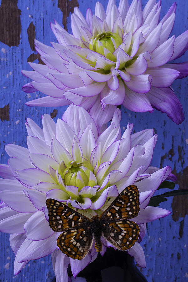 Still Life Photograph - Butterfly On Dahlia by Garry Gay