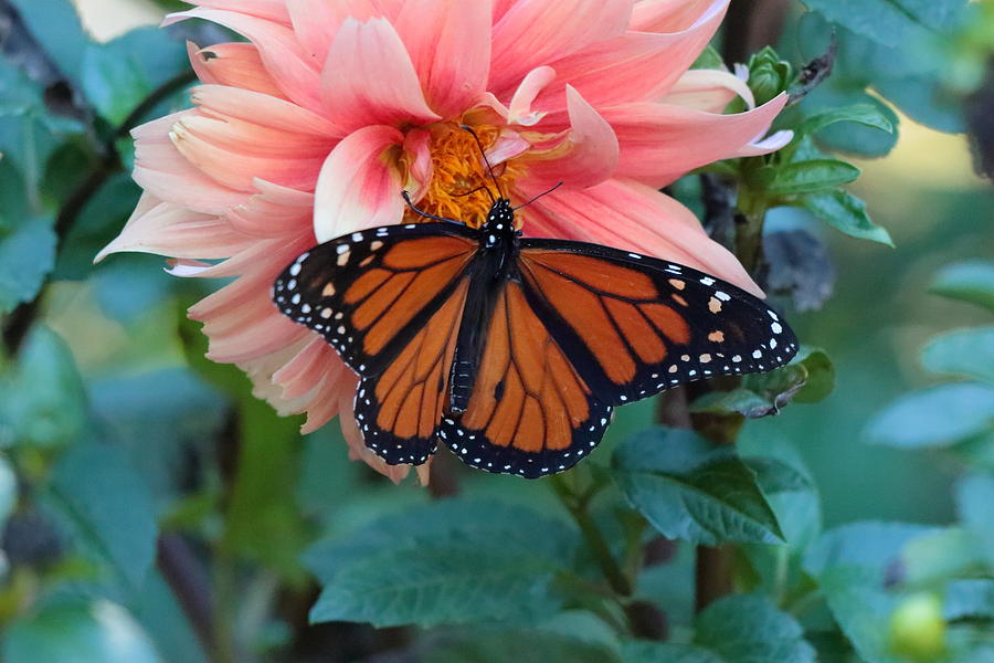 Butterfly on Dahlia Photograph by John Moyer