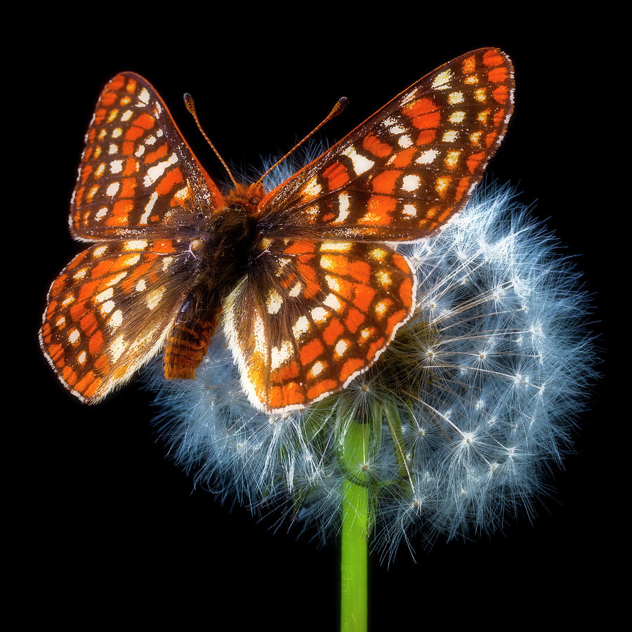 Black And White Photograph - Butterfly On Dandelion Ball by Garry Gay Black And White Photograph - Butterfly On Dandelion Ball by Garry Gay