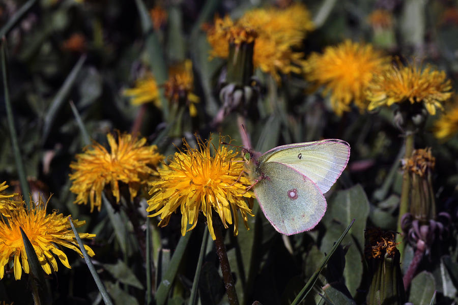 Butterfly on Dandelion Photograph by Kristy Jeppson
