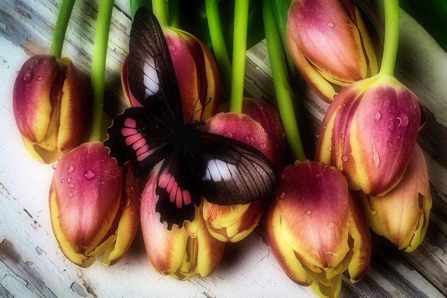 Butterfly On Dewy Tulips Photograph by Garry Gay
