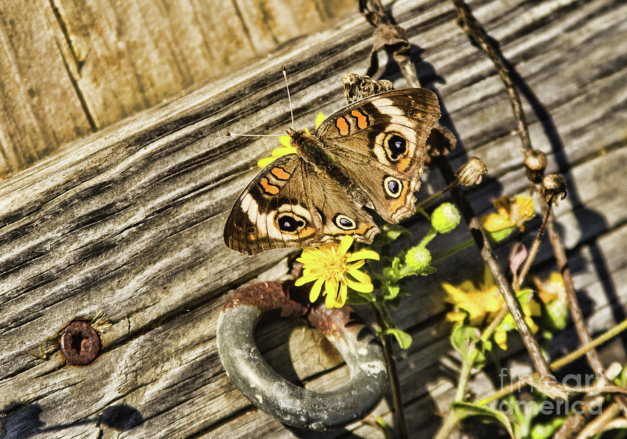 Butterfly On Dock Photograph by Steven Parker