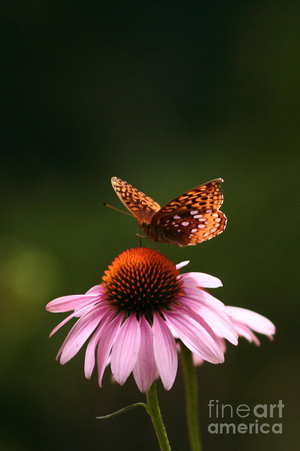 Butterfly On Echinacea Photograph by B Rossitto