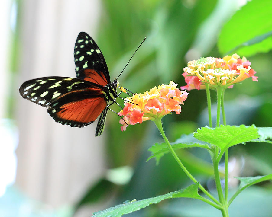 Butterfly on Flower Photograph by Angela Murdock