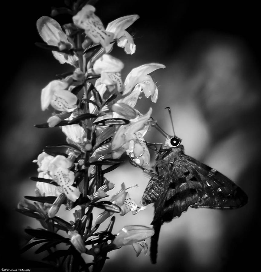 Butterfly on Flower Black and White Photograph by Debra Forand