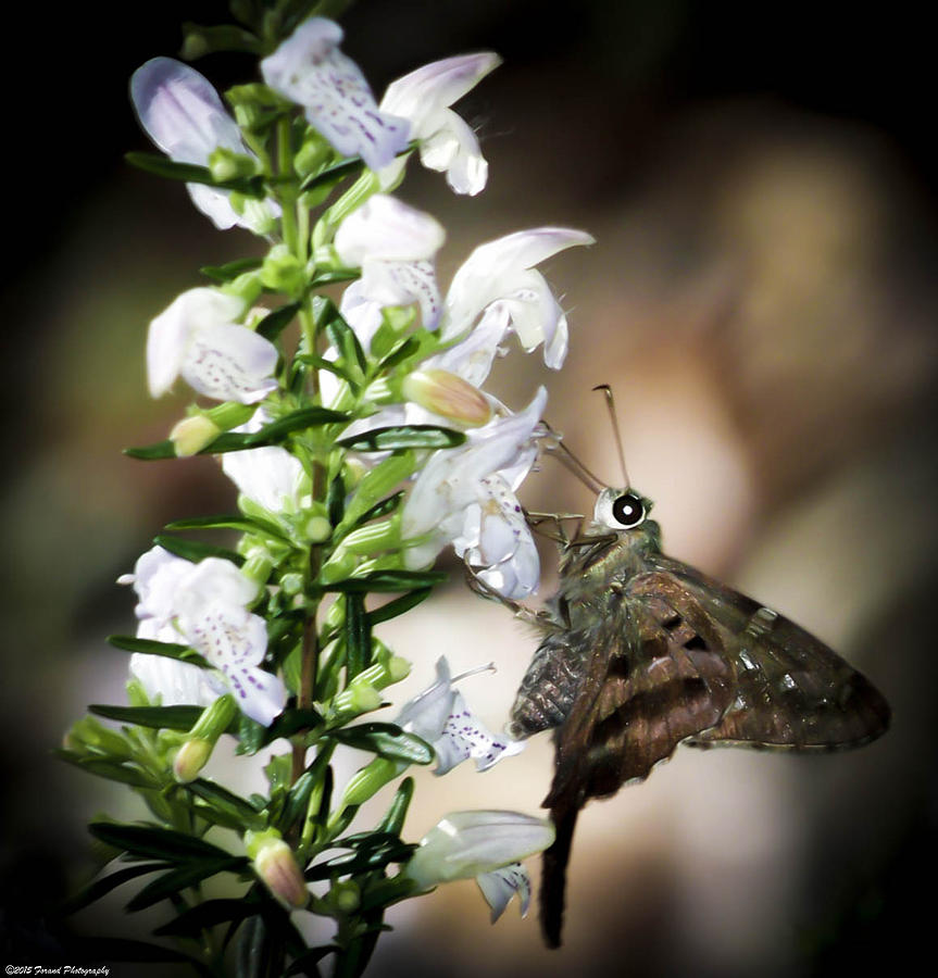 Butterfly on Flower  Photograph by Debra Forand