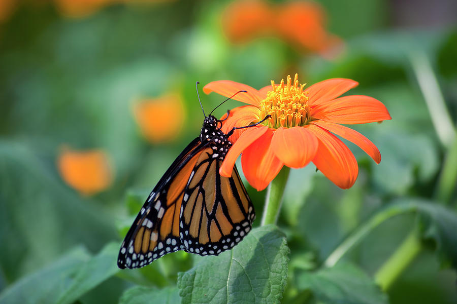 Butterfly on Flower Photograph by Jill Lang