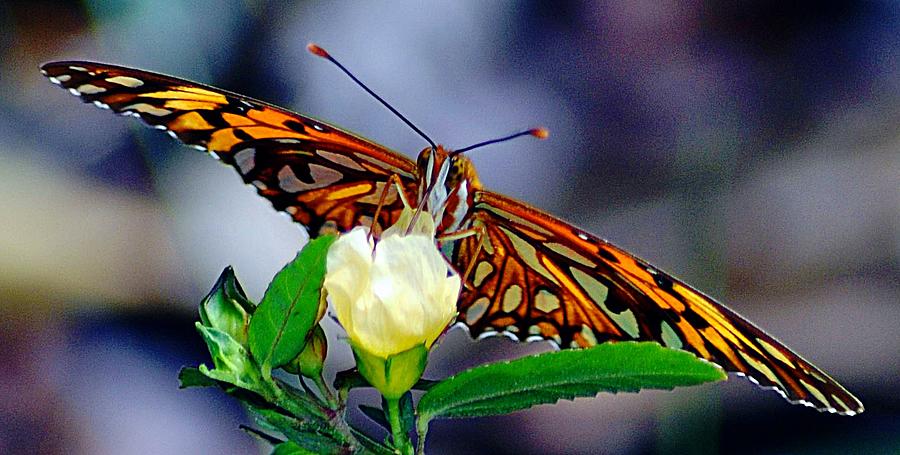 Butterfly on Flower With Opened Wings Photograph by John Hughes