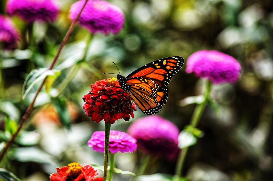 Butterfly on Flower  Photograph by Joseph Caban