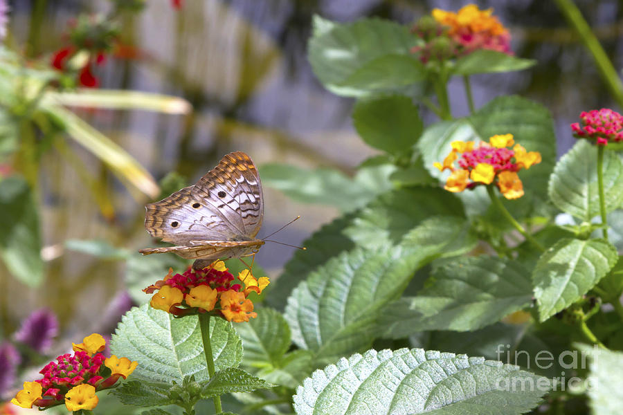 Butterfly on flower Photograph by Karen Foley