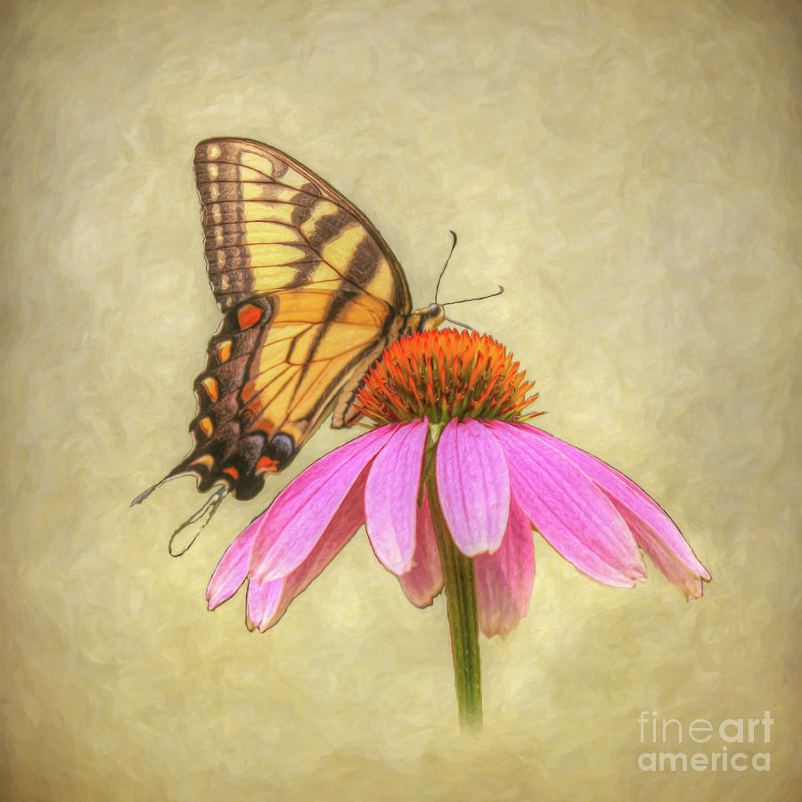 Butterfly on Flower Digital Art by Randy Steele