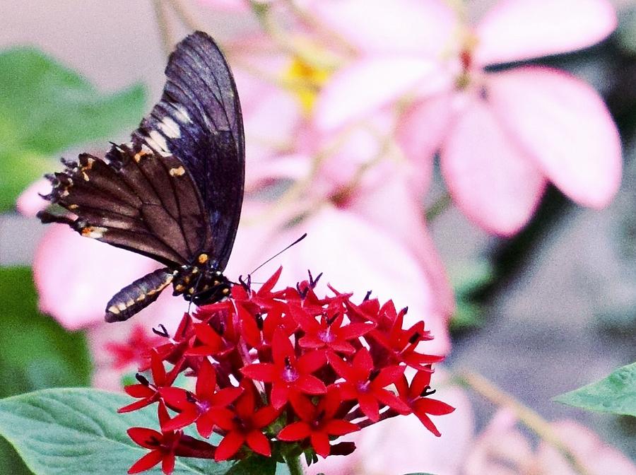 Black Butterfly on Red Flower Photograph by Sandy Taylor