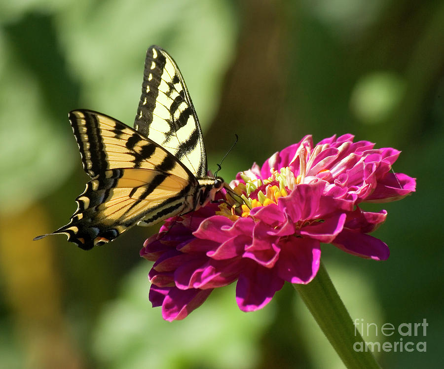 Butterfly On Fuschia Flower Photograph by Jim And Emily Bush