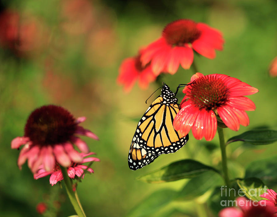 Butterfly on Garden Cone Flowers Photograph by Luana K Perez