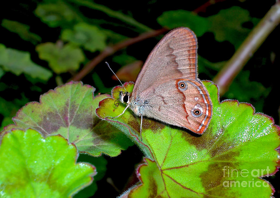 Butterfly Photograph - Butterfly on Geranium Leaf by Kaye Menner
