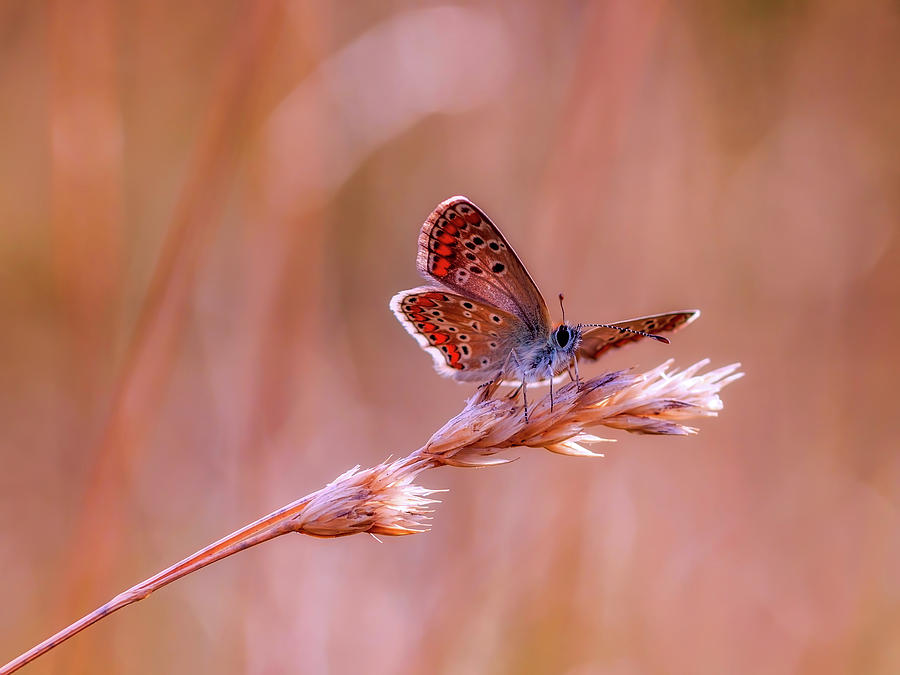 Butterfly On Grain Photograph by Mountain Dreams