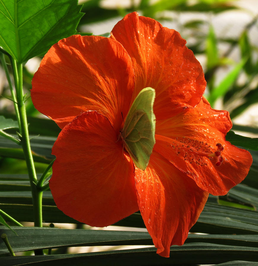 Butterfly on Hibiscus Photograph by Laurel Powell