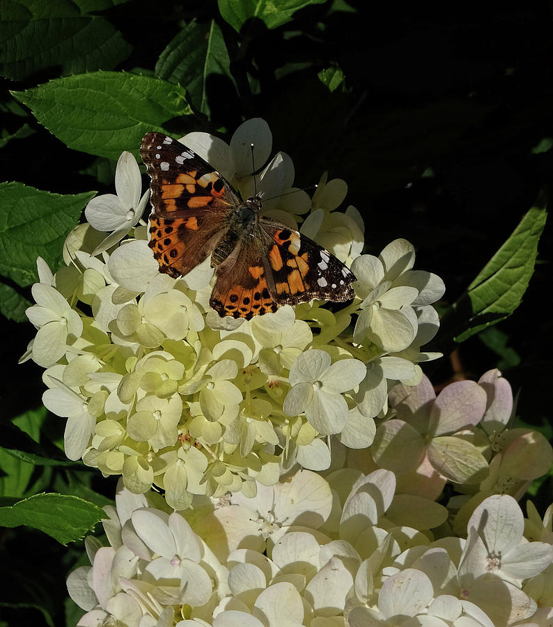 Butterfly on Hydrangea Photograph by Ronda Ryan