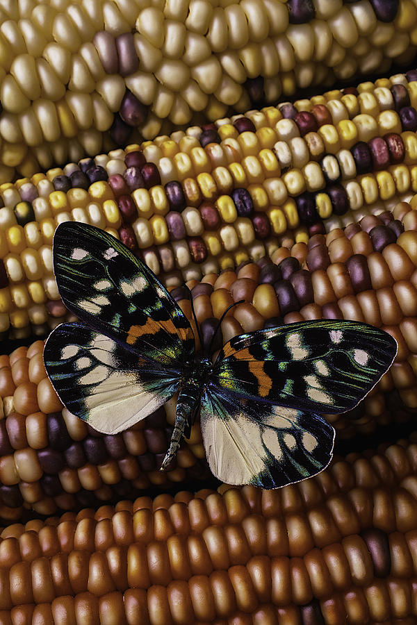 Fall Photograph - Butterfly On Indian Corn by Garry Gay