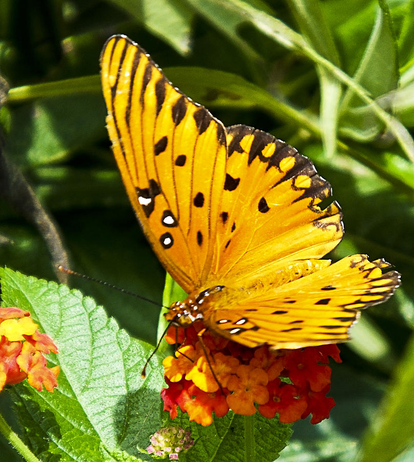 Butterfly on Lantana Photograph by Bill Barber
